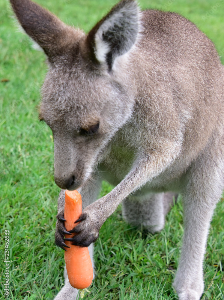 Kangaroos around the field