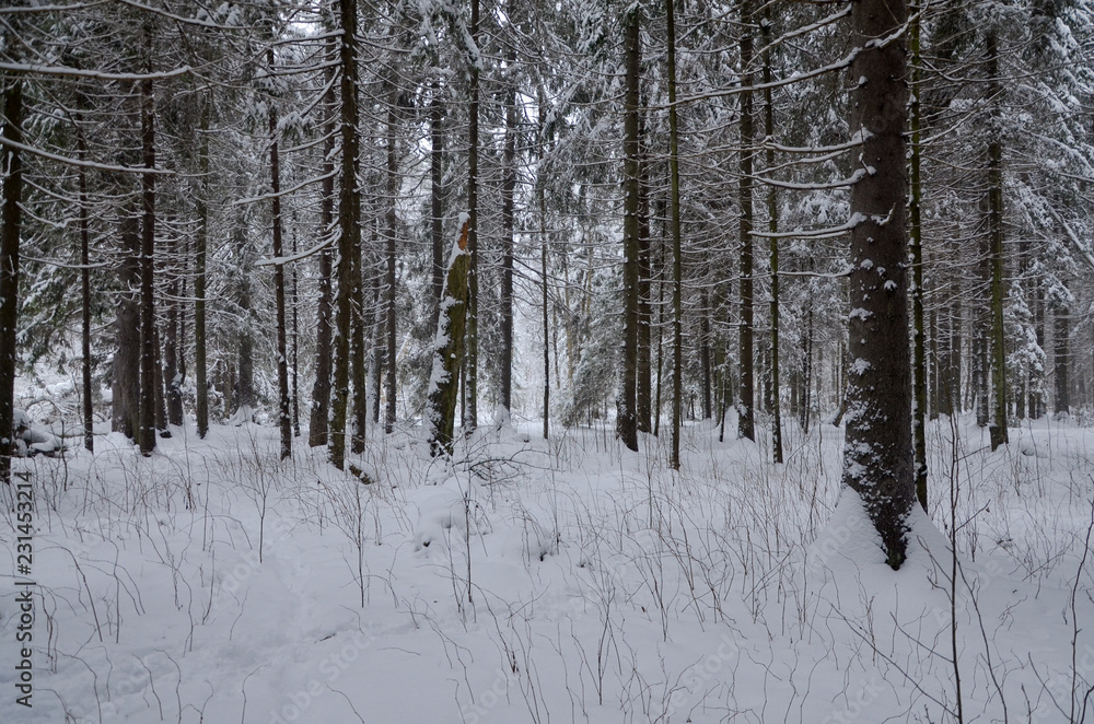 under canopy of snow covered spruce trees in winter forest Moscow region, Russia under canopy of snow covered spruce trees in winter forest Moscow region, Russia