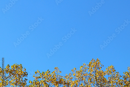 Yellow autumn leaves on the branches of a  tree against the blue sky. Copispeses for the inscription. Greeting card with nature.