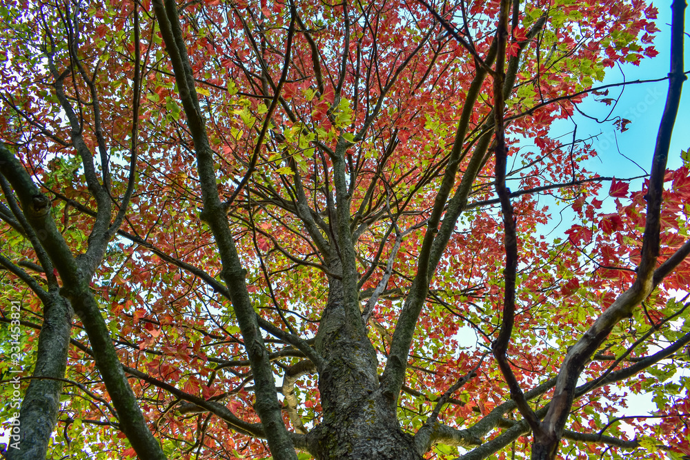 Scarlet Maple, view from the bottom looking up. Autumn in Michigan.
