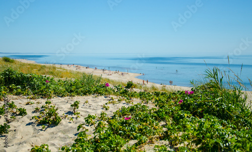 Green plants and flowers  Curonian Spit  Baltic sea  Lithuania