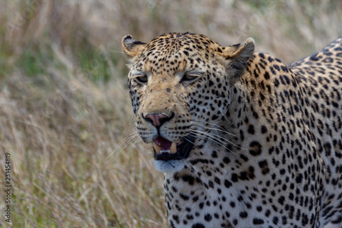 African leopard in the Kruger national Park