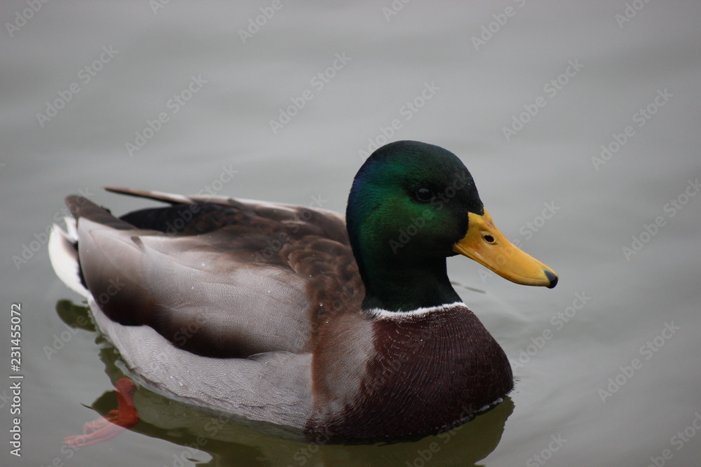Obraz premium Multicolor duck swimming in the lake. Autumn colors.
