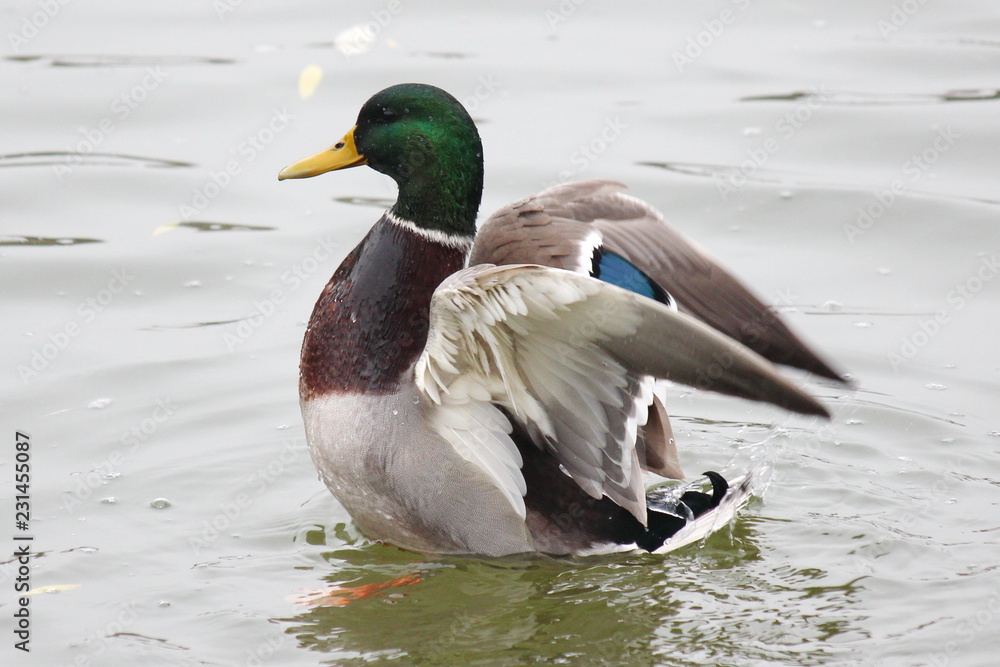 cock duck tries to fly from the water. Open wings. cock duck tries to fly from the water. Open wings.