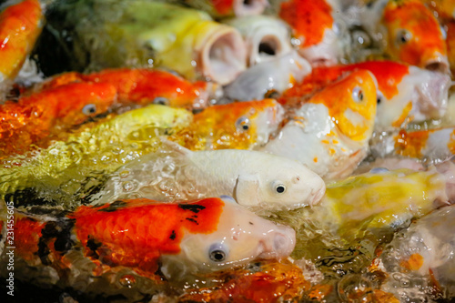 Multicolored fish carp on the water surface