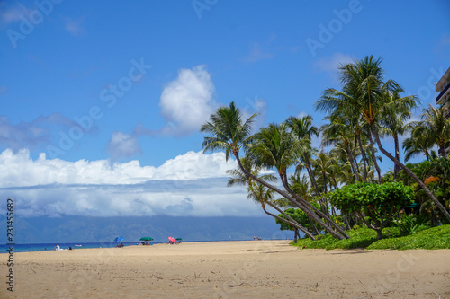 Palm trees at the beach in Maui - Hawaii