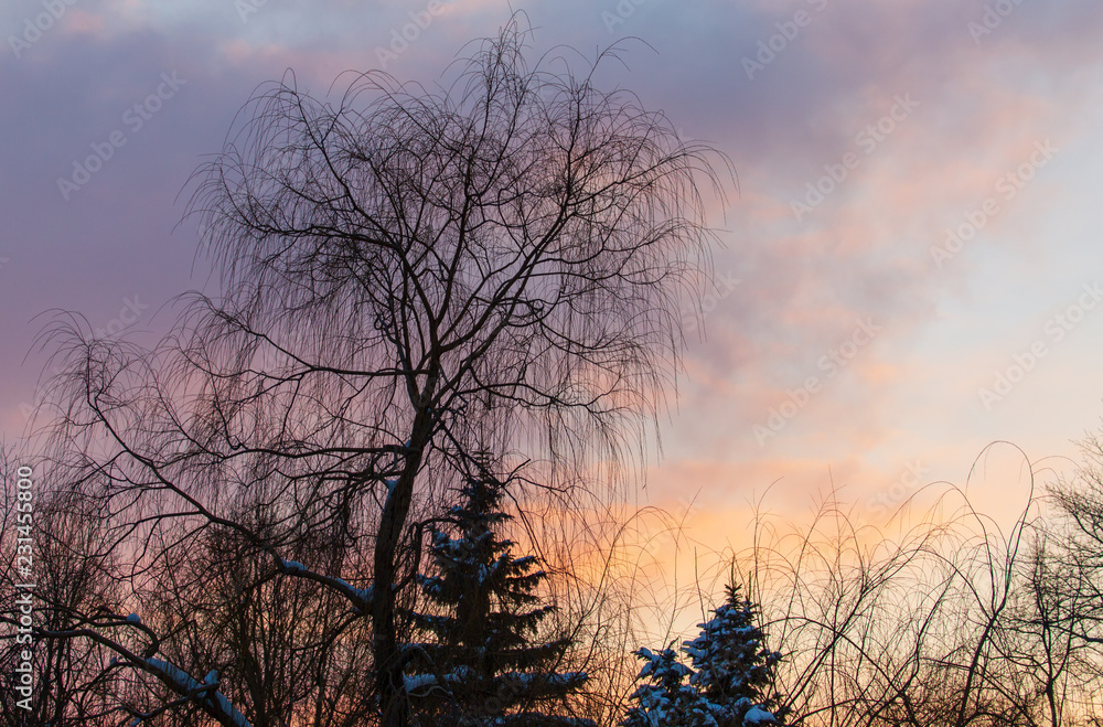 Naked branches on a tree against a sunset sun Naked branches on a tree against a sunset sun