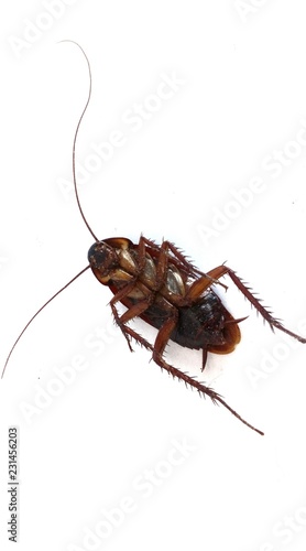 Cockroach lying face up with white background.