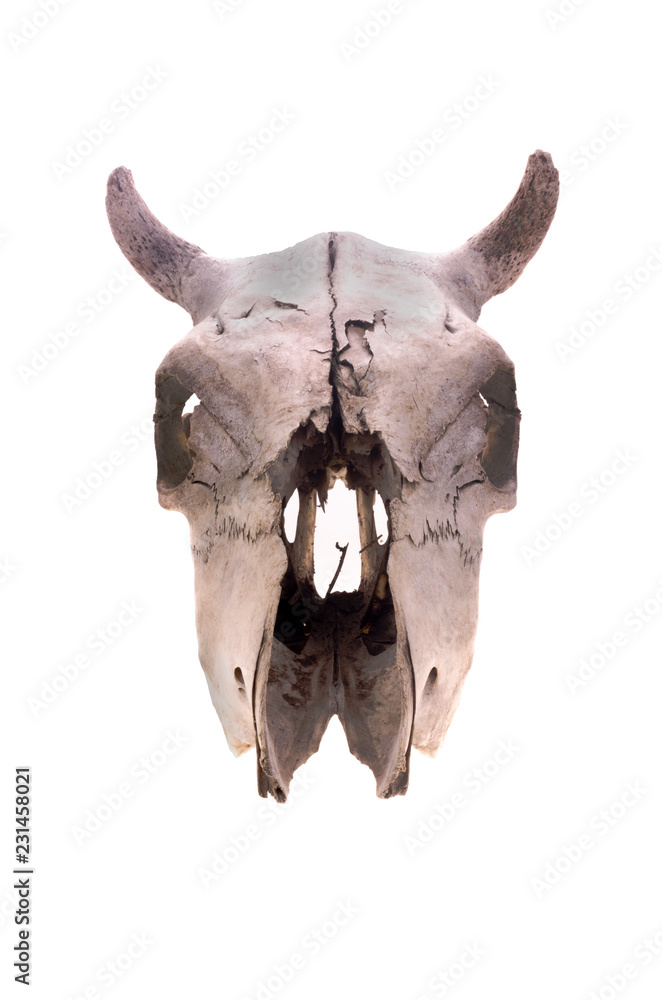 Obraz premium Skull of a cow in a front view isolated on white. Short skull horns.
