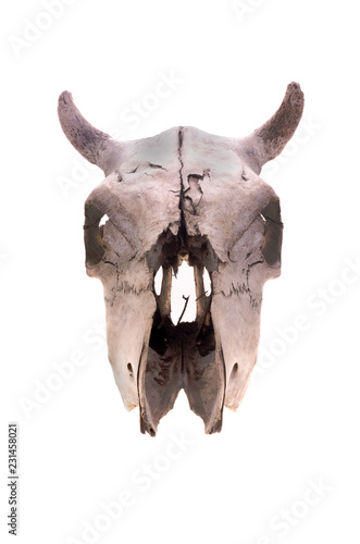  Skull of a cow in a front view isolated on white. Short skull horns.