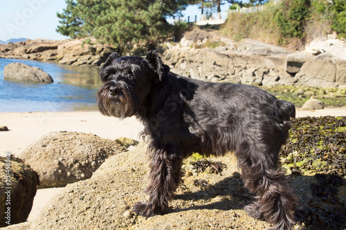 dog on the beach