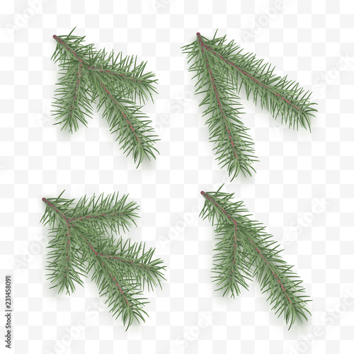 Set of realistic fir branches. Holiday ornate elements. Christmas tree or pine. Conifer branch symbol of Christmas and New Year isolated on transparent background. Vector illustration