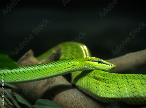 Close up Red-Tailed Green Ratsnake on Tree Branch with Copy Space