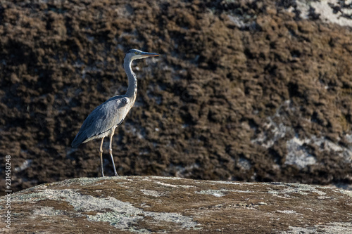 Gray heron in its natural environment.