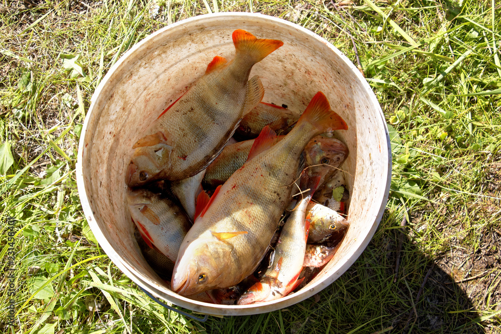 Fresh Siberian striped perch are in the bucket