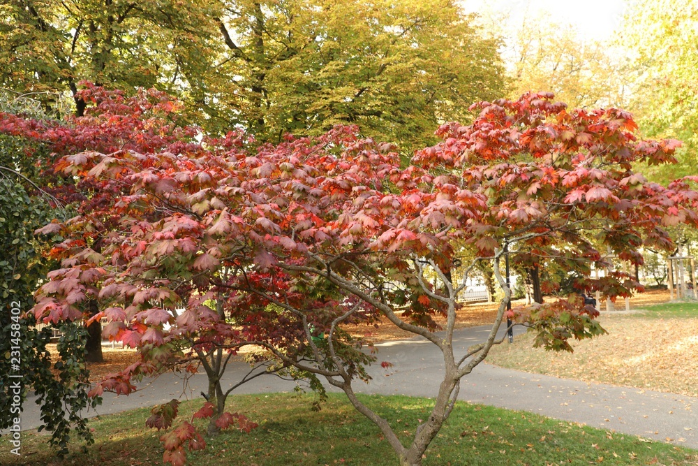 Naklejka premium An autumn day