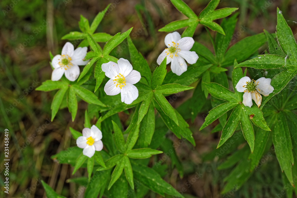 Wild flowering plant Anemone forest (Anemone silvestris) in a natural environment