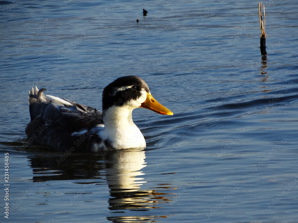 Fototapeta premium Duck in lake