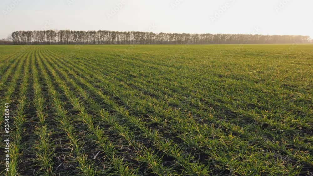 Agriculture. Field of winter wheat Agriculture. Field of winter wheat