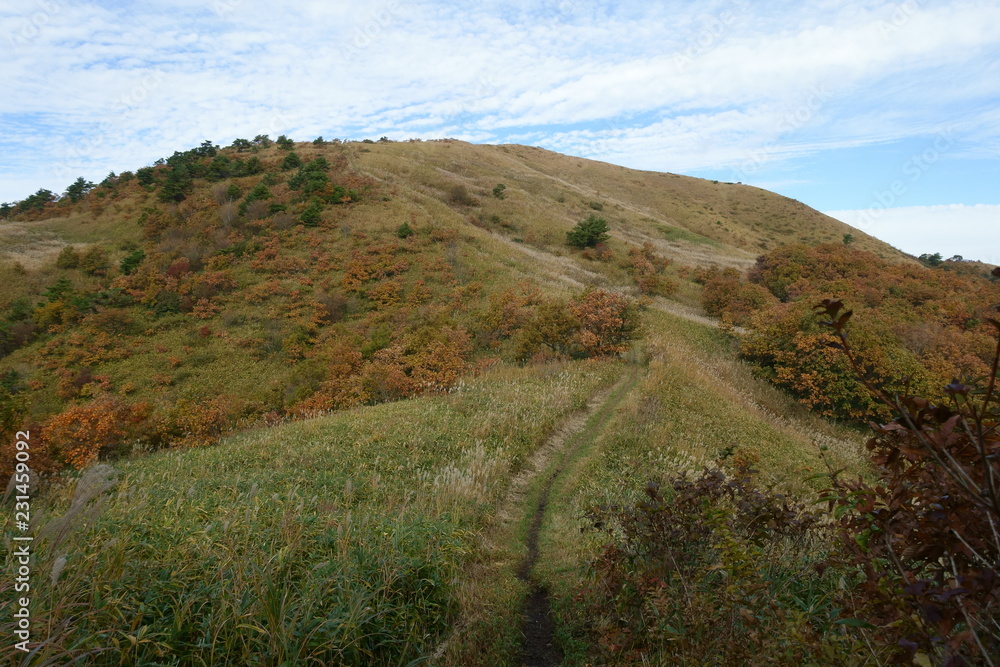 Naklejka premium 日本の秋の紅葉