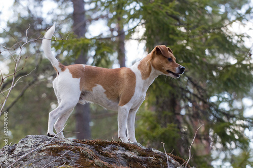 Small dog standing on a rock in forest