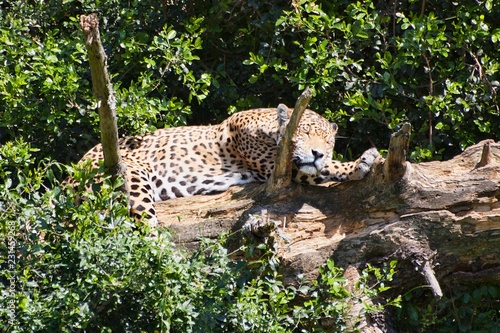 Jaguar in a tree