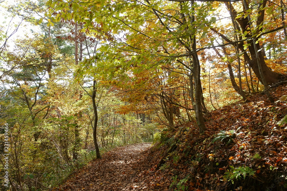 Obraz premium 日本の秋の紅葉