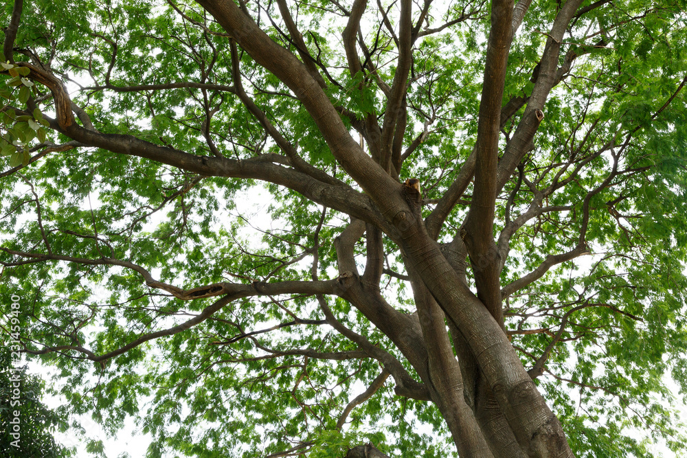 Fototapeta premium Under the big tree/shade of the big tree