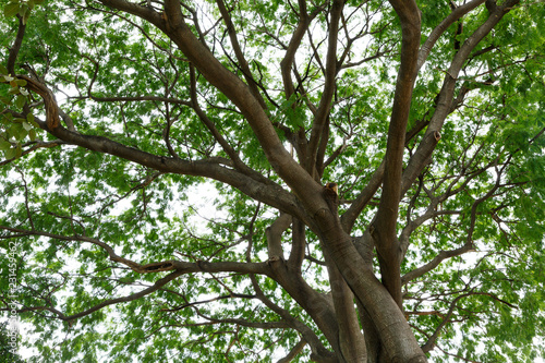 Under the big tree/shade of the big tree