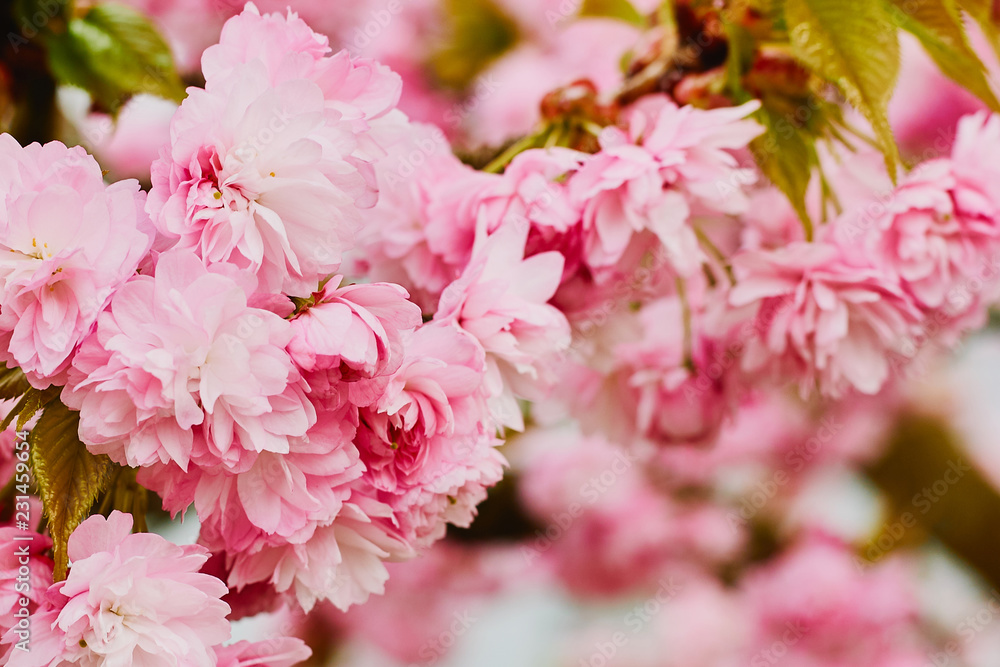 Branches of blossoming pink cherry in the spring Branches of blossoming pink cherry in the spring