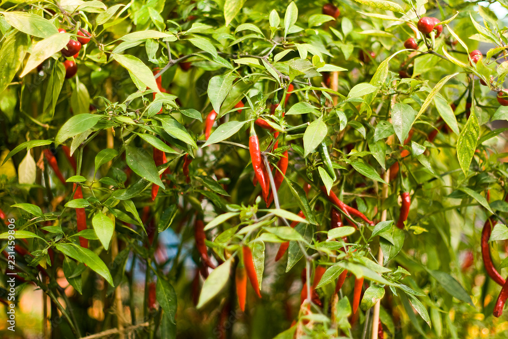 Small red peppers grow on a Bush in the garden in summer