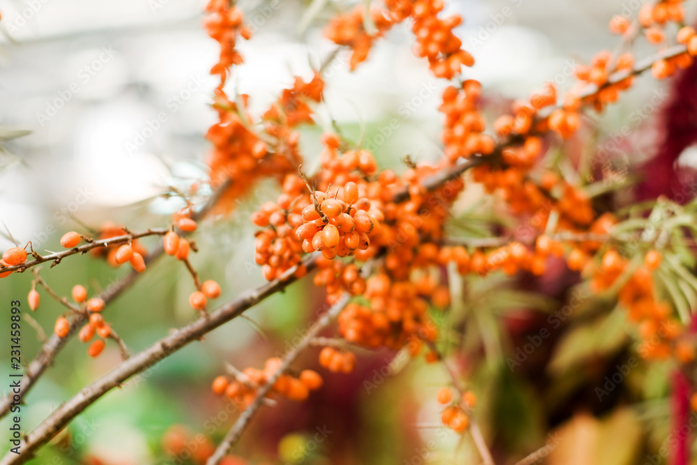 orange Sea buckthorn in the floral summer garden orange Sea buckthorn in the floral summer garden