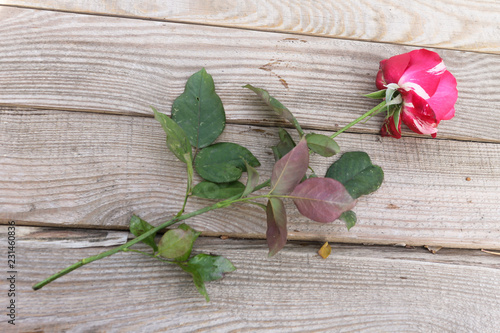 Red and white rose on dostochka.View from above