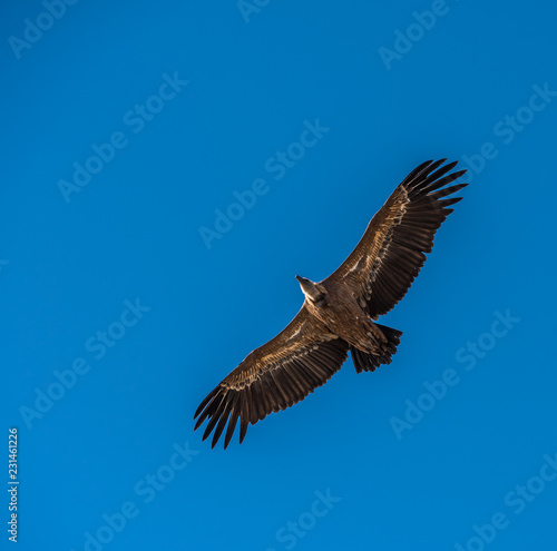 A griffon vulture flying in a blue sky © javarman