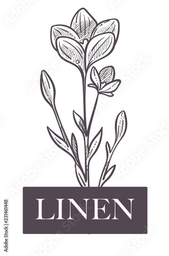 Linen natural production, plant with flowers and leaves