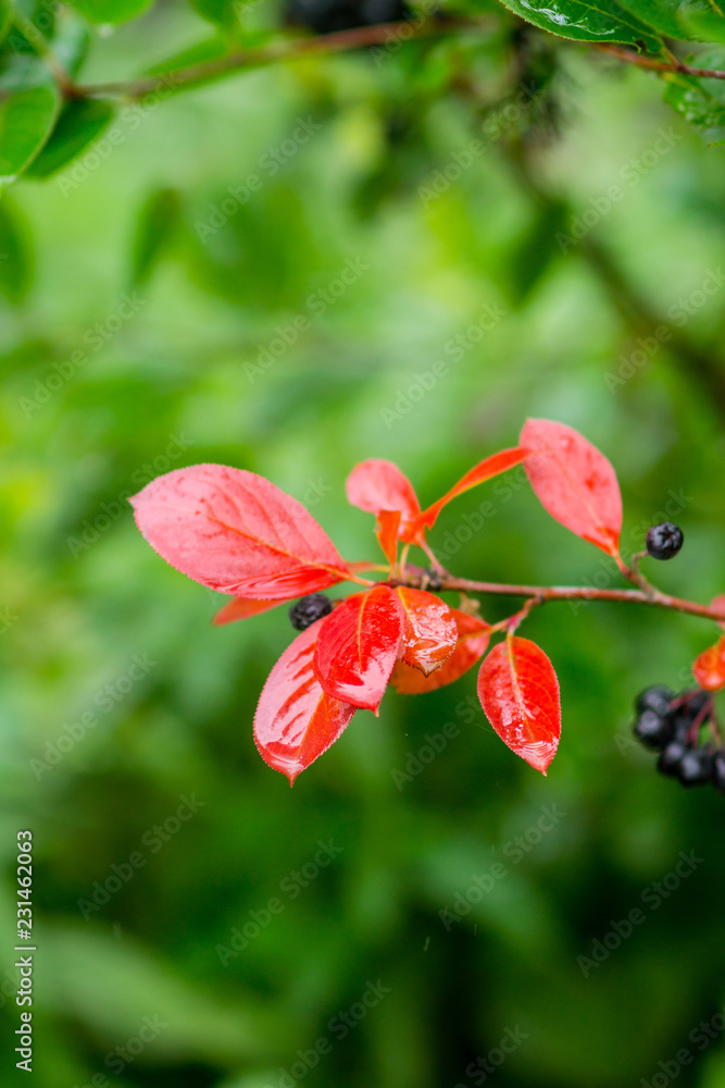 Bunch of ripe chokeberries on the tree. Shallow depth of field. Bunch of ripe chokeberries on the tree. Shallow depth of field.