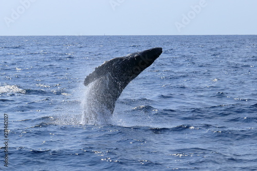 ザトウクジラのジャンプ