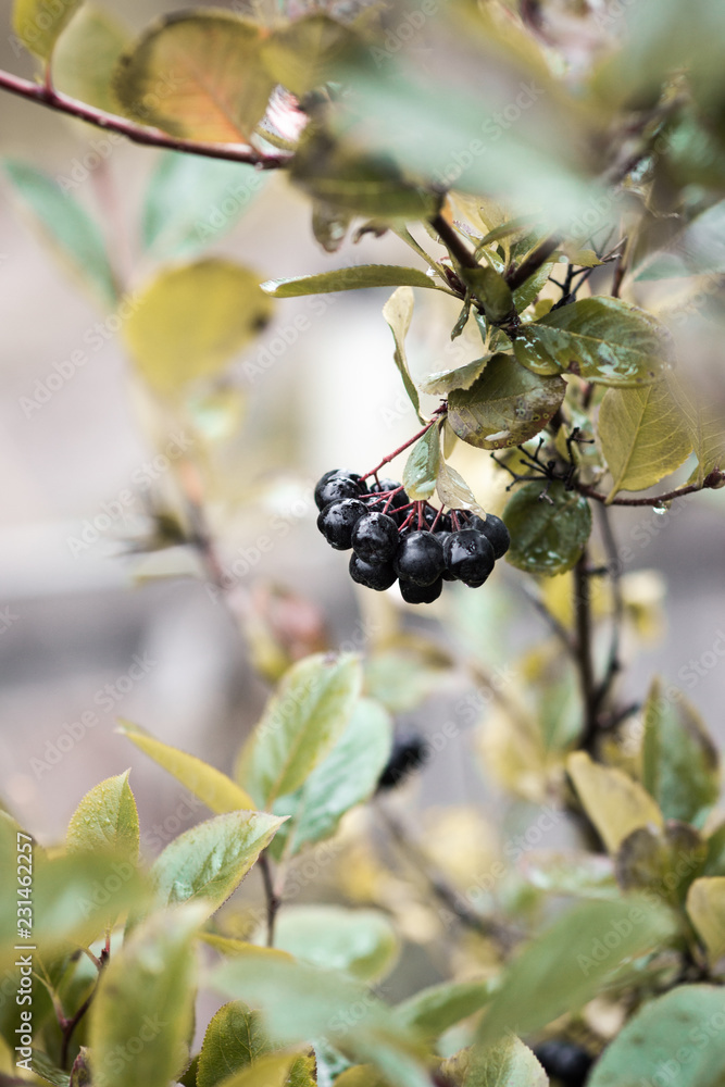 Bunch of ripe chokeberries on the tree. Shallow depth of field. Bunch of ripe chokeberries on the tree. Shallow depth of field.