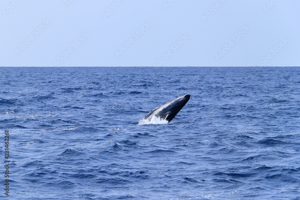 Fototapeta premium ザトウクジラ