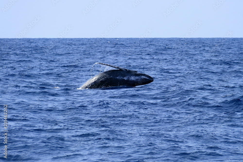 Fototapeta premium ザトウクジラのブリーチング