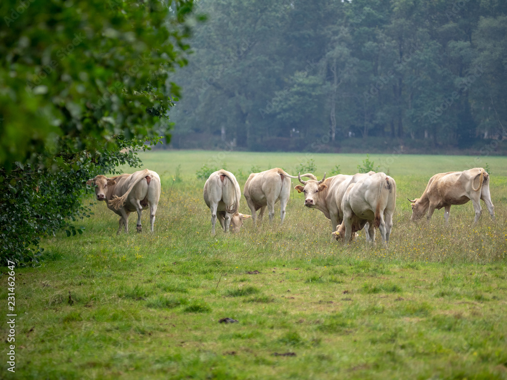 Cows in Dutch landscape