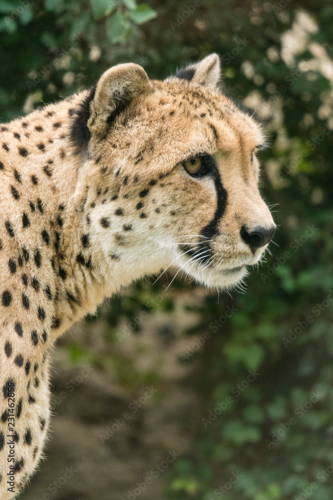 Cheetah head in detail.