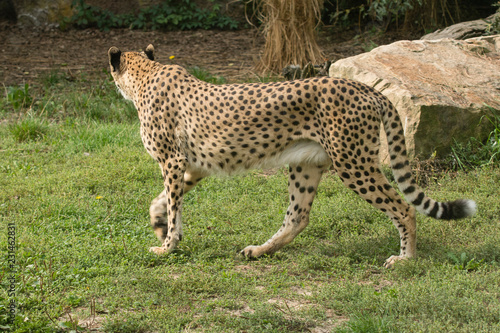 Cheetah walking the meadow. © lapis2380