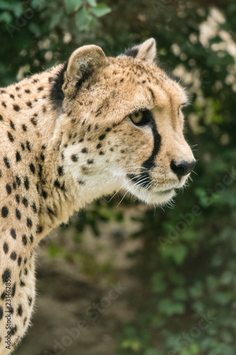 Cheetah head in detail.