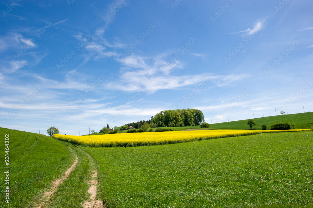 Obraz premium feld of flowering yellow rapeseed 