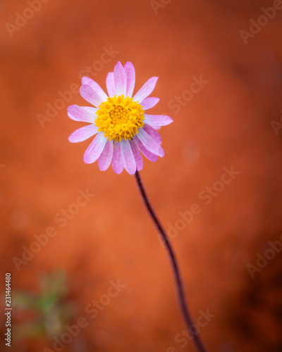 Beautiful lilac daisy against red desert, Central Australia, Northern Territory, Australia