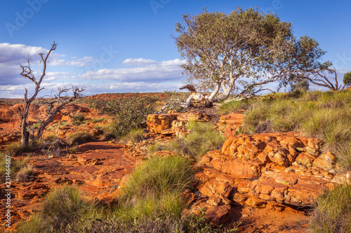 Beautiful ghost gum tree and rock formations in Kings Canyon,  Central Australia, Northern Territory, Australia photo