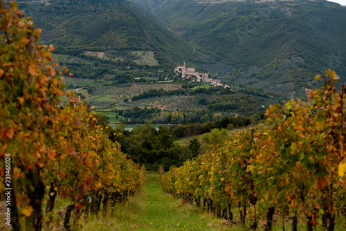 La vite e i tralci