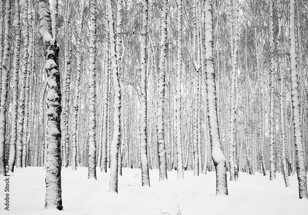 Naklejka premium Zimowy śnieżny las brzozowy