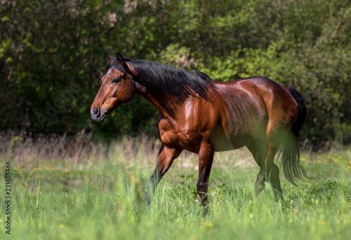 Fototapeta Naklejka Na Ścianę i Meble -  Purebred horse on the pasture